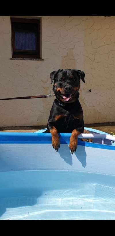 Unsere Fellnasen im Regenbogenland-Beitrag-Bild