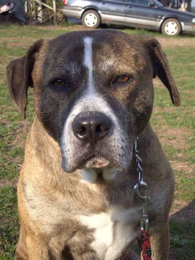 Unsere Fellnasen im Regenbogenland-Beitrag-Bild