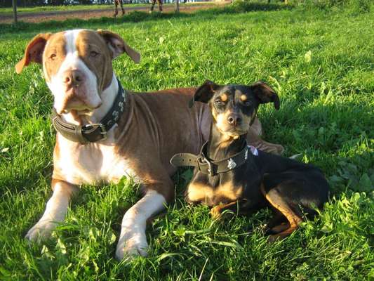 Unsere Fellnasen im Regenbogenland-Beitrag-Bild