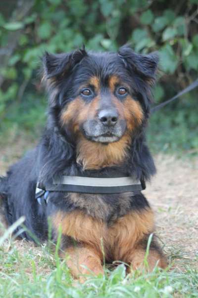 Schäferhund-Beitrag-Bild