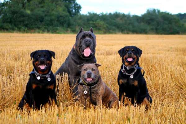 Fotochallenge Nr. 59 - Mein Hund zeigt die Zunge-Beitrag-Bild