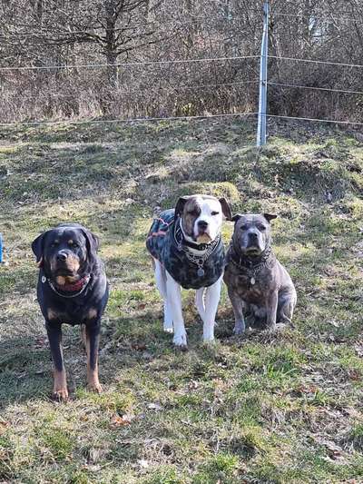 Zeigt uns das 6. Bild von eurem Hund in eurer Galerie-Beitrag-Bild