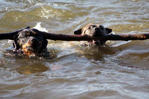 Hundeschwimmen-Beitrag-Bild