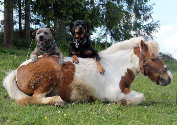 Postet das beste Foto von euren 4 beinern-Beitrag-Bild