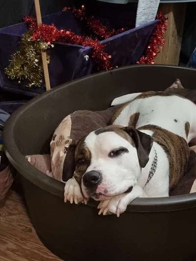 Dogorama Photo Challenge - Hundeblick zum hinschmelzen-Beitrag-Bild