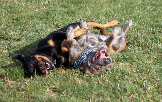 Dogorama Photo Challenge - Die besten Hundebuddys-Beitrag-Bild