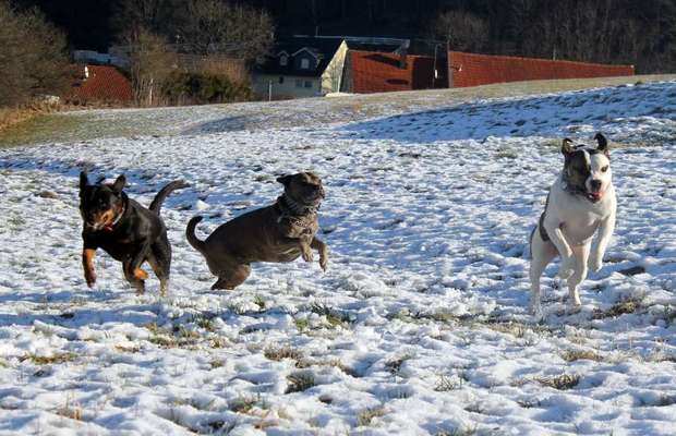 Fotochallenge 66 ~ Rennaction -Zeig deinen Hund im Lauf-Beitrag-Bild