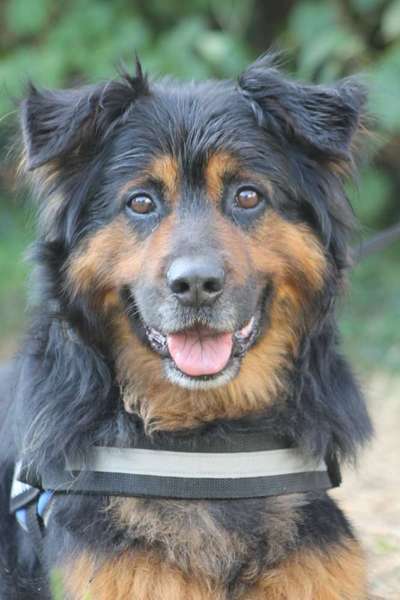 Schäferhund-Beitrag-Bild