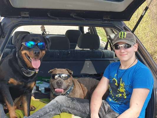 FOTOCHALLENGE 70 - Dein Hund im Auto-Beitrag-Bild