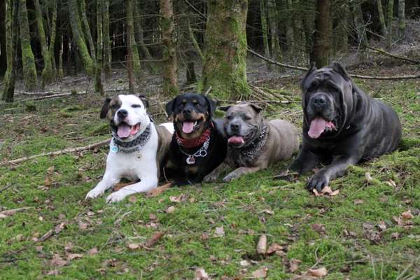 Wald Bild-Beitrag-Bild