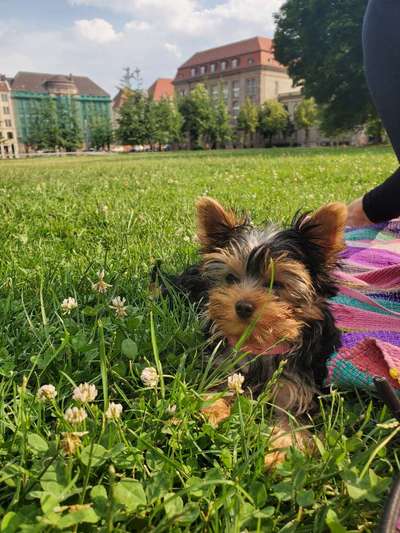 Hundetreffen-welpentreff für itzibitzis in berlin/mitte-Bild