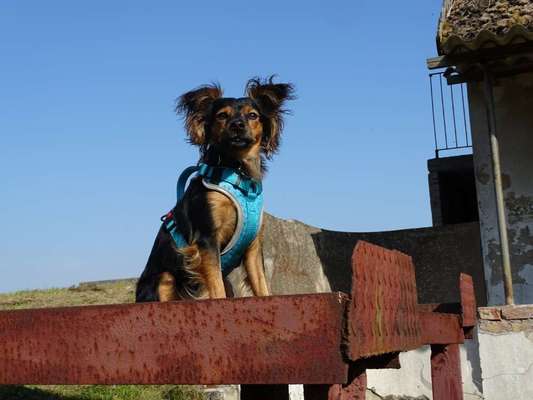 Postet eure schönsten Bilder von Spaziergängen in 2020!-Beitrag-Bild