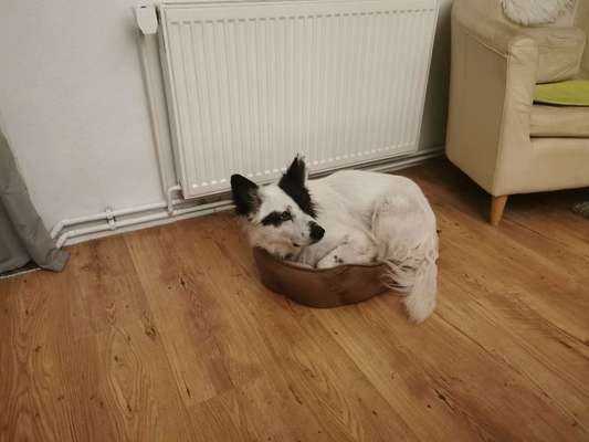 Zeige das lustigste Bild eures Hundis-Beitrag-Bild