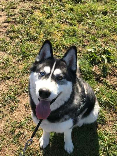 Nordische Hunde-Beitrag-Bild