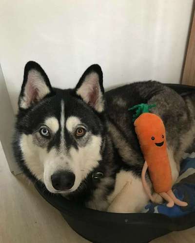 Seltene Rassen!-Beitrag-Bild