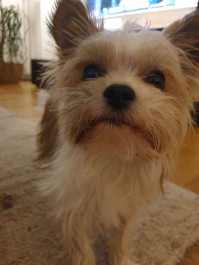 Yorkshire Terrier-Beitrag-Bild