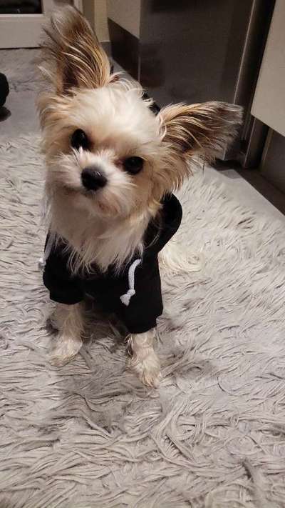 Dogorama Photo Challenge - Portrait-Beitrag-Bild