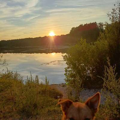 Hundetreffen-Gassi gehen und Spielrunde 🐕-Bild