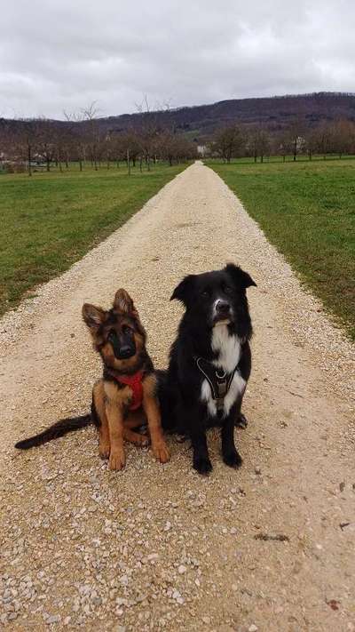 Hundetreffen-Hundetreffen in Dürnau-Bild
