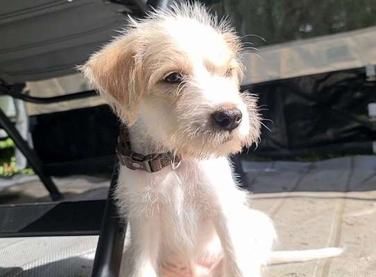 Welpen Bilder !-Beitrag-Bild