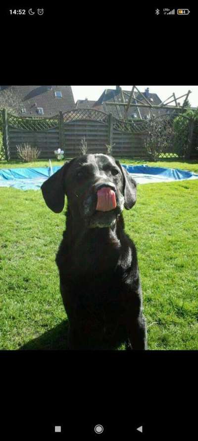 Fotochallenge Nr. 59 - Mein Hund zeigt die Zunge-Beitrag-Bild