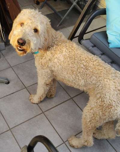 Labradorfans-Beitrag-Bild