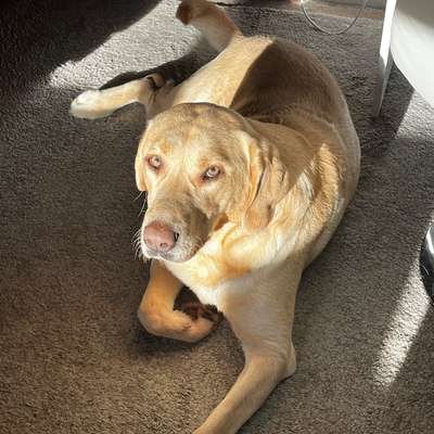 Hundetreffen-🐶Spazier-/Spielpartner für Sammy gesucht🐾-Bild