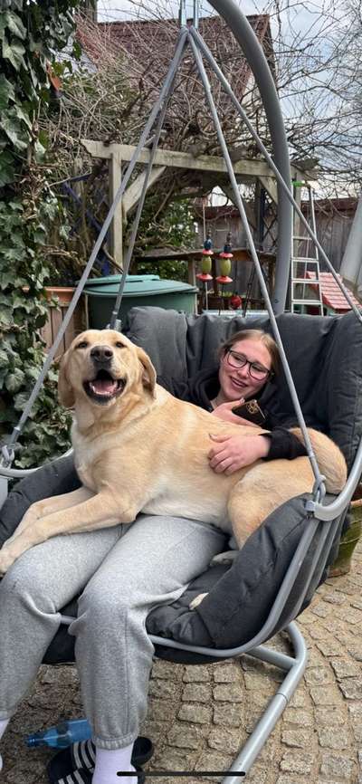 Hundetreffen-gassirunde/spielen-Bild
