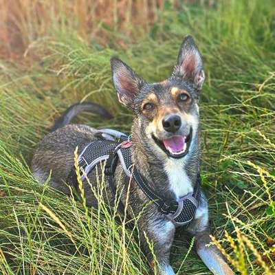 Hundetreffen-Gemeinsame Spaziergänge-Bild