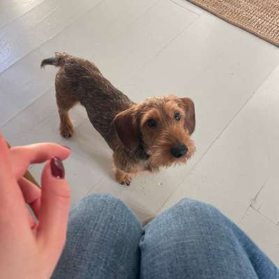 Hundetreffen-Dackelrunde zum Spielen und Toben-Bild