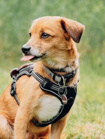 Unsere Fellnasen-Vielfalt im Überblick!-Beitrag-Bild