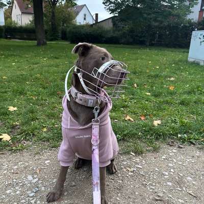 Hundetreffen-Trainings Partner Gesucht-Bild