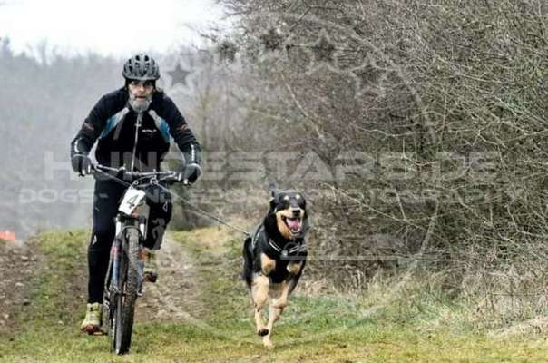 Die Dogorama Wochen Challenge-Beitrag-Bild