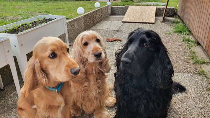 Englisch Cocker Spaniel-Beitrag-Bild