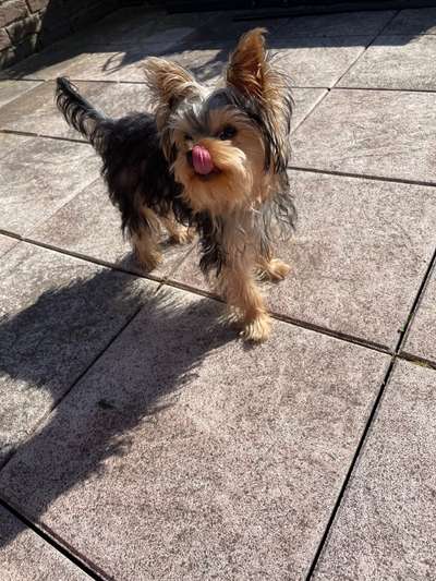 Hundetreffen-Spielen, toben & austauschen 🐶-Bild