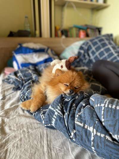 Hundebegegnungen-Beitrag-Bild