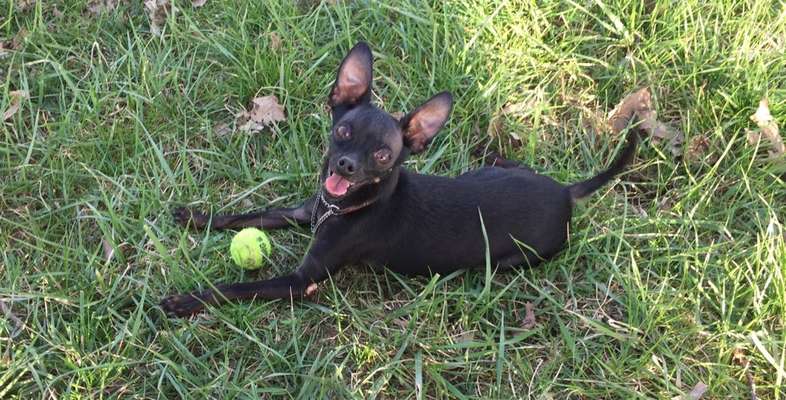Hundetreffen-Spielrunde für kleine Hunde-Bild