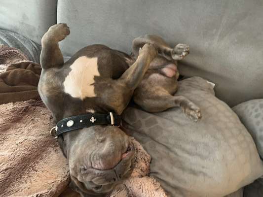 Zeigt mir die lustigsten Schlafpositionen eurer Fellnasen-Beitrag-Bild