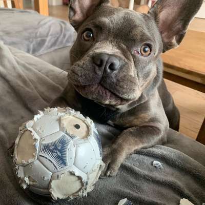 CHALLENGE NR. 19 - Der Hundeblick-Beitrag-Bild