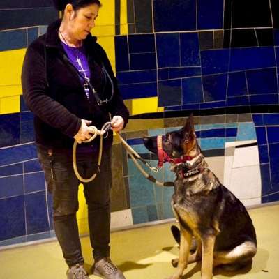 Hundetreffen-Sozialtraining und Vorbereitung zur BHP-Bild