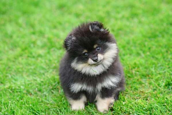 Spitz--Zwergspitz--kleinspitz---mittelspitz----Großspitz--Wolfsspitz-Beitrag-Bild