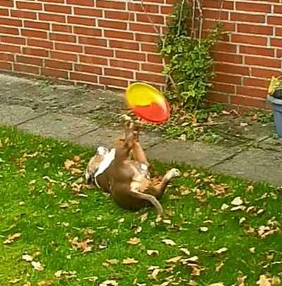 Dogorama Photo Challenge - Rund-Beitrag-Bild