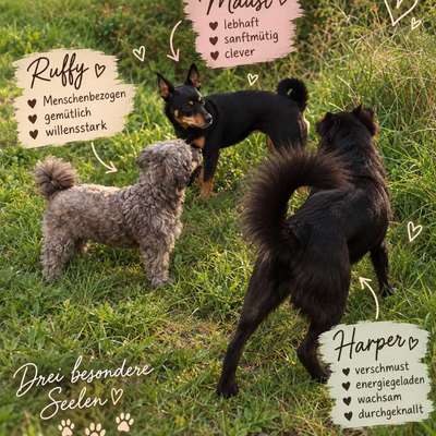 Hundetreffen-Spaziergänge-Bild