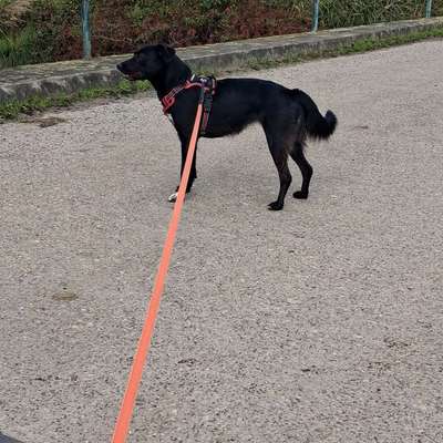 Hundetreffen-Gassierunde durch den Windpark Weener-Bild