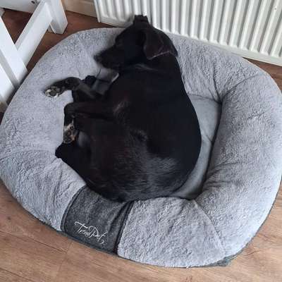 Hundetreffen-Hundetreffen in weener-Bild