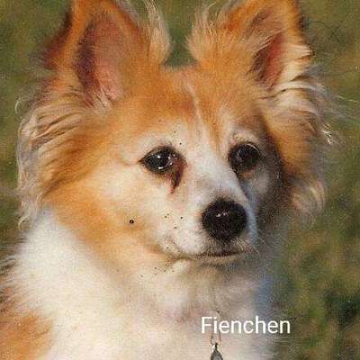 Unsere Fellnasen im Regenbogenland-Beitrag-Bild