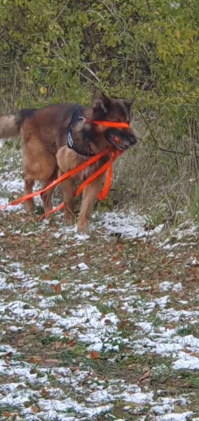 15. Collagenchallenge 
Dein Hund und sein Lieblingsspieli-Beitrag-Bild