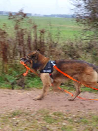 Dogorama Photo Challenge - an der Leine-Beitrag-Bild