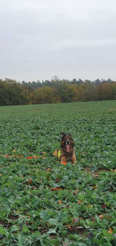 Schäferhund-Beitrag-Bild