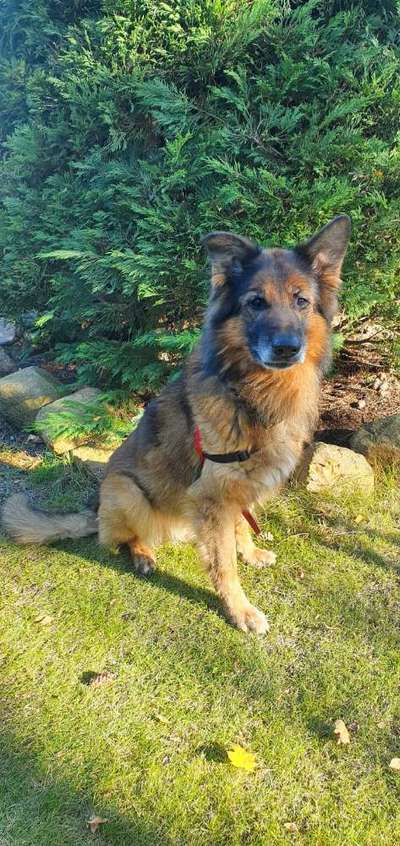 Schäferhund-Beitrag-Bild